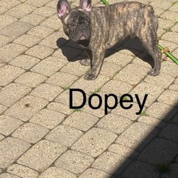 French Bulldog Puppies from 2 J’s Frenchies