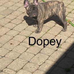 French Bulldog Puppies from 2 J’s Frenchies