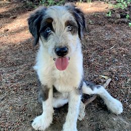 Aussiedoodles and Bernedoodles from Clemleth Aussiedoodles