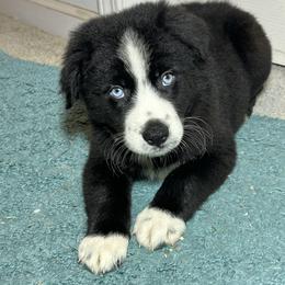Charlie - Black & white male Australian Shepherd puppy in Yulee, Florida from Towkach Mini Ranch