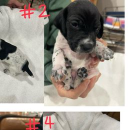 German Shorthaired Pointers from German Shorthair Pointers