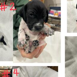 German Shorthaired Pointers from German Shorthair Pointers