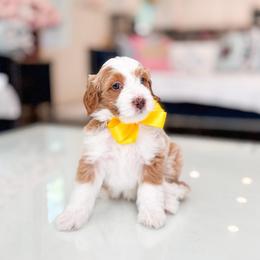 Toad-Super Mario - Brown and white male Bernedoodle puppy in Ontario, California from Teddy Doodles & Standard Poodles