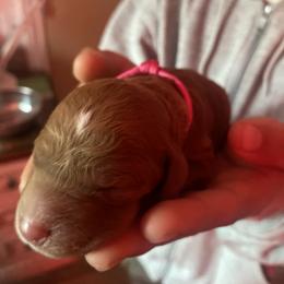 Bernedoodle, Goldendoodle, and Sheepadoodle Puppies from Dhalia’s Doodles