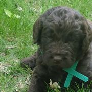 Assorted Doodle Crosses and Newfypoos from Hidden Haven Poodles and Doodles