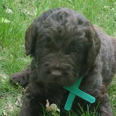 Assorted Doodle Crosses and Newfypoos from Hidden Haven Poodles and Doodles