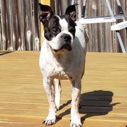 Boston Terriers and Great Danes from Boston’s With a Splash & Sapphire’s Royal Danes