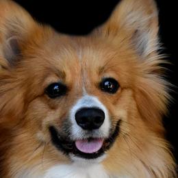 Pembroke Welsh Corgis from Fawn Ridge Farm