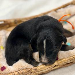 Orange - Black tri male Miniature Australian Shepherd puppy in 32046, Florida from River Hill Ranch