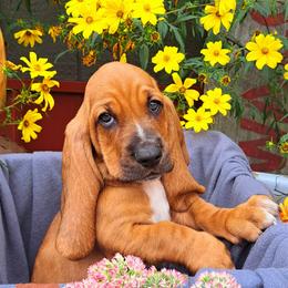 Basset Hound and Beagle Puppies from Orange Mountain Basset Hounds & Beagles