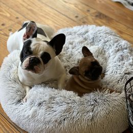 Clover - French Bulldog
