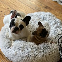 Clover - French Bulldog