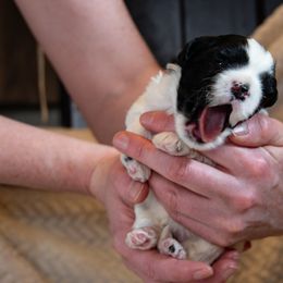 Lowchen Puppies from Dragonne Lowchen