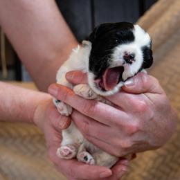 Lowchen Puppies from Dragonne Lowchen