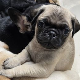 Fawn Boy 1 - Fawn male Pug puppy in Pinson, Alabama from Circus Pugs & Frenchies