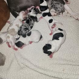 DONNER - Black and white male Chihuahua puppy in Fort Myers, Florida from Legends Frenchton's, French Bulldogs ,Boston Terriers, Reindeer chihuahuas & French Bullhuahua's