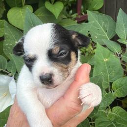 Adam - Black and white male Chihuahua puppy in Amity, Pennsylvania from Rhoda and Verna