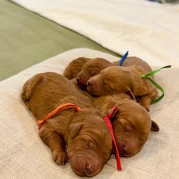 Goldendoodle puppies from Ruby Pupper Doodles