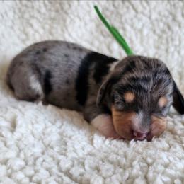 Toddy - Dapple male Dachshund puppy in Anaconda, Montana from Williams Family Dachshunds
