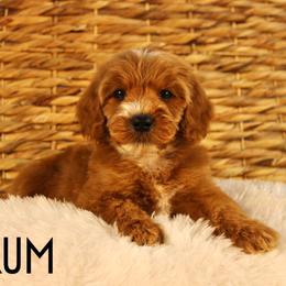 Rum - Apricot male Goldendoodle puppy in Casa Grande, Arizona from AzDoodle Dandies