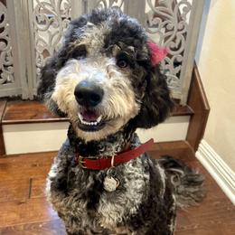 Willow - Goldendoodle