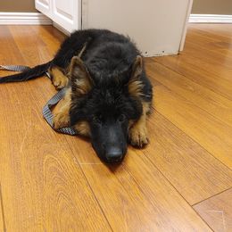 "Kizzi at the vet for shots. Not her favorite thing!" German Shepherd Puppies from Schonwasser Shepherds