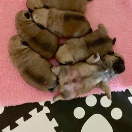 Pug Puppies from Pickwick Pugs