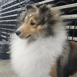 Monkey - Shetland Sheepdog