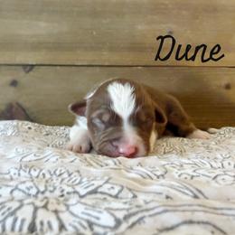 Dune - Red tri-color male Australian Shepherd puppy in Kearney, Nebraska from Helix Aussies
