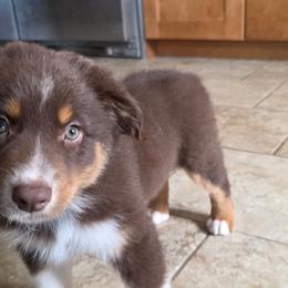 Barcelo 4 - Red tri-color male Australian Shepherd puppy in Solon, Maine from Mountain Range Australian Shepherds