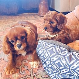 Allie - Cavalier King Charles Spaniel