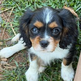 Bam Bam - Tri-color male Cavalier King Charles Spaniel puppy in Cleveland, Georgia from Cavalier Country Farm
