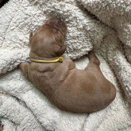 Yellow Collar Girl - Golden female Golden Retriever puppy in Bristol, Tennessee from The Dogstead