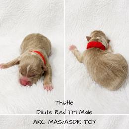 Thistle - Red tri male Toy Australian Shepherd puppy in Oroville, California from Diamond Arrow Aussies