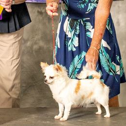 Moxie - Chihuahua