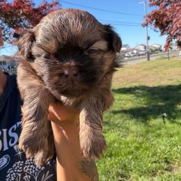 Crispin - Chocolate male Shih Tzu puppy in Lanoka Harbor, New Jersey from Lilly’s Seashore Shih Tzus