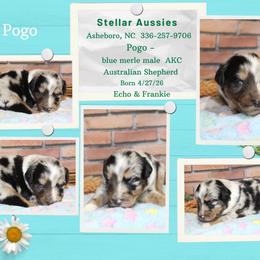 Pogo - Blue merle male Australian Shepherd puppy in Asheboro, North Carolina from Stellar Aussies