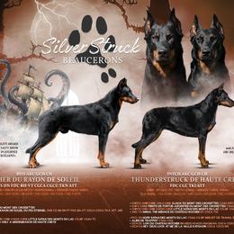 Beauceron puppies from SilverStruck Kennels