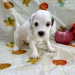 Stormy - Merle female Cockapoo puppy in Salem, Oregon from Capital Doodles