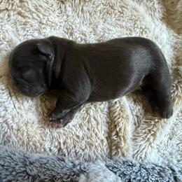 Coco Puff - Liver male French Bulldog puppy in Billings, Montana from Yellowstone Frenchies