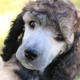 Molt - Brindle male Poodle puppy in Ephrata, Washington from NCR Ranch