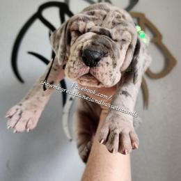 Green Collar - Merle male Great Dane puppy in Alton, Illinois from Show Me Great Danes and Basset Hounds