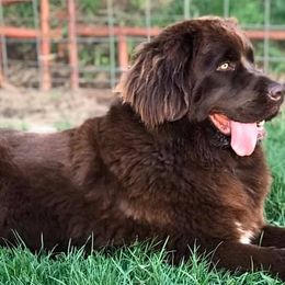 Newfoundlands from Rocky Fork Newfoundlands