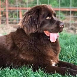 Newfoundlands from Rocky Fork Newfoundlands