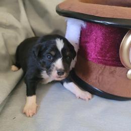 "Yoshi" Miniature Australian Shepherd Puppies from Wonderland Aussies