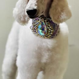 Tatu - Poodle