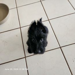 Scottish Terrier Puppies from Charissa Hannabass