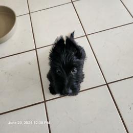 Scottish Terrier Puppies from Charissa Hannabass