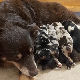 Australian Shepherd Puppies from Baker Green Hill Aussies