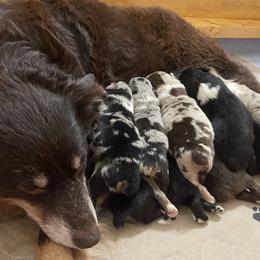 Australian Shepherd Puppies from Baker Green Hill Aussies